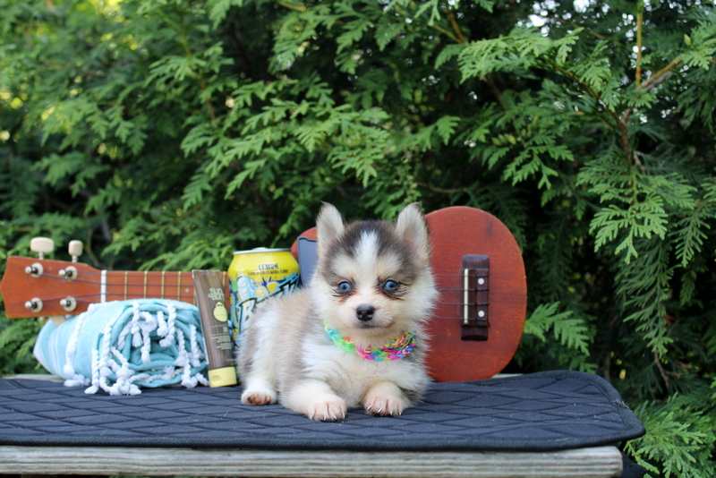 puppy, for, sale, Pomsky, Matthew B. Stoltzfus, dog, breeder, Gap, PA, dog-breeder, puppy-for-sale, forsale, nearby, find, puppyfind, locator, puppylocator, aca